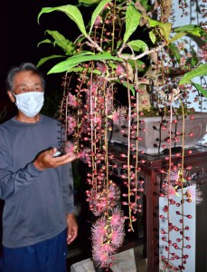 梅雨の夜に美しく 珍しい盆栽のサガリバナ 宮古毎日新聞社ホームページ 宮古島の最新ニュースが満載