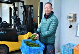 養殖アーサの収穫が始まった＝30日、宮古島漁協