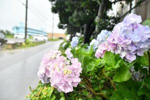 雨の中、淡いピンクの花を咲かすアジサイ＝12日、平良下里