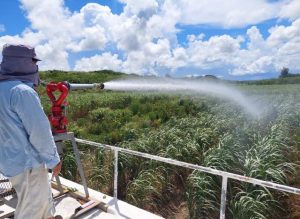 サトウキビへのかん水作業が始まった＝10日、城辺比嘉