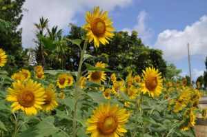 道路沿いのヒマワリの花が見頃を迎え道行く人々を楽しませている＝8日、細竹公民館近くの花壇「はないちもんめ」