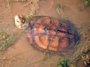 生息数が急激に増加している可能性があるヤエヤマイシガメ。島の希少種への影響も懸念されている（資料写真）