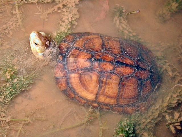 増殖の可能性危惧―ヤエヤマイシガメ／捕獲調査2日間で57匹 – 宮古毎日新聞社ホームページ -宮古島の最新ニュースが満載！-