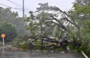 強風で木が倒れ道路がふさがれた＝２日、平良福山付近