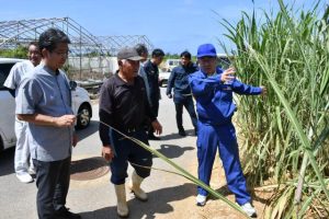 サトウキビ畑を視察する西銘氏（右）＝15日、上野