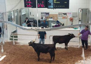 ３カ月連続で50万円割れとなった９月肉用牛競り＝19日、ＪＡおきなわ宮古家畜市場