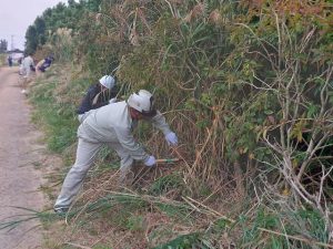 防風林帯のススキなどの雑草を刈り取った＝29日、平良松原