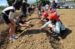 「深さはこれぐらいかな」などと話しながらタマネギなどを植え付ける５年生たち＝２日、下地小学校