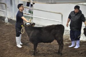 6カ月連続で50万円割れとなった12月肉用牛競り＝8日、JAおきなわ宮古家畜市場