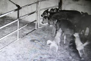 防犯カメラに記録されてた野犬が子牛にかみつく様子の映像