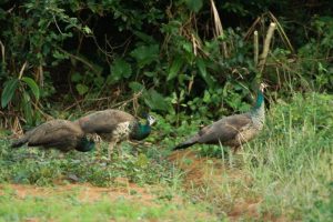 有害鳥獣のインドクジャク（資料写真）