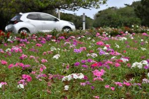 就労継続支援事業所おおぞらが同事業で植えた花々が通行者の目を楽しませている＝３月29日、伊良部の通り池入り口