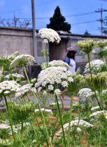 カリフラワーのようにも見える「島ニンジン」の花が見る人の目を楽しませている＝30日、城辺砂川の畑