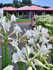 太陽の光を受けて美しさを際立たせていたユリの花＝２５日、パイナガマ海空すこやか公園