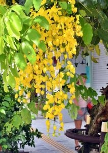 初夏の風に揺れる黄金色の花が周囲に清涼感を漂わせている＝１日、下里通り