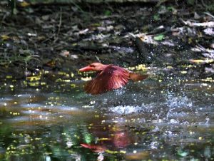 水浴びをするアカショウビン＝５日、大野山林（編集部・垣花尚撮影）