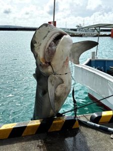 砂川さんが捕獲した約４㍍のイタチザメ＝５日、宮古島漁協 （提供写真）