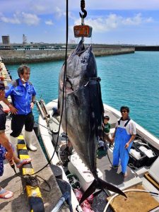 宮古島では今年初となる大物クロマグロを「第１８惠眞丸」の江川船長が釣り上げた＝１２日、荷川取漁港