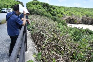 無許可でオオハマボウの枝などが切除された現場の状況を確認する市職員ら＝４日、伊良部下地島の中の島海岸