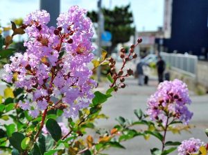 一足早く紫の花を咲かせ、見る人を楽しませているサルスベリ＝４日、市内