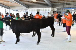 出品された肉用牛の状態を調べる審査員＝13日、JAおきなわ宮古家畜市場