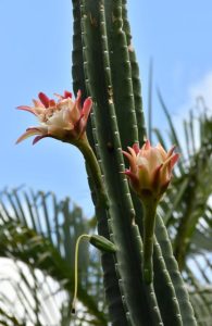 柱サボテンが白い花を咲かせている＝31日、市熱帯植物園