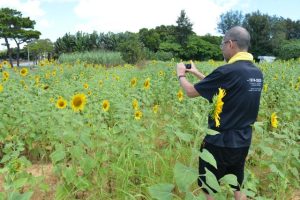 種まきされたヒマワリが開花しドライバーの目を楽しませている＝５日、平良東仲宗根添