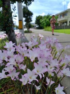 一気に開花したレインリリーの花が行き交う人たちの目を楽しませている＝12日、市内