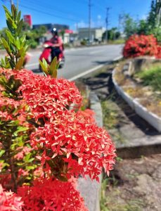咲き誇る深紅の花が観光客らの目を楽しませている＝2日、宮古空港前道路