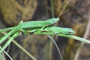 このほど生活史特性の研究成果が発表されたミヤコカナヘビ（資料写真）