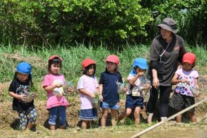 初めての田植え体験を行った園児たち＝13日、旧宮島小学校