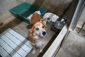 ４月から収容されている飼い犬とみられる犬だが、いまだに飼い主からの申し出はない状態が続いている＝22日、宮古保健所