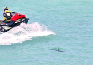 近くで水上バイクなどが行き交う中、１頭のイルカがゆっくりと宮古ブルーの海で優雅に泳いでいた＝29日、来間大橋近くの海