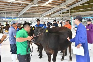 11月の県畜産共進会に出品する代表牛を決定した地区共進会＝13日、ＪＡおきなわ宮古家畜市場