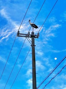 電柱の上に立つコウノトリと丸い月＝22日、伊良部佐和田（矢寺賢次さん提供）