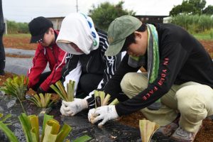 パイナップルを植え付ける学生ら＝９日、座喜味さんの農園