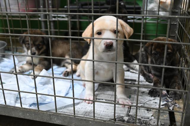 市２３年度犬収容数１４４匹／きょうから動物愛護週間