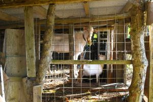 ３匹のヤギが飼育されていた小屋から１匹がいなくなった＝６日、平良東仲宗根添