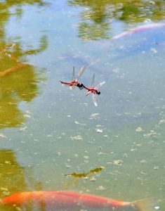 園内にある池の水面を飛び交うトンボも秋の訪れを伝えてくれている＝21日、市熱帯植物園