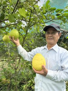  大きく育った「一才レモン」を手にする砂川さん＝１日、城辺長間