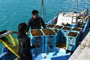 今期の養殖モズクの収穫が始まった＝22日、大浦漁港