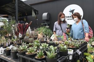 海外の珍しい植物がずらりと並んだ「珍奇観葉植物イベントｉｎ宮古島」＝12日、上野のトリコファーム
