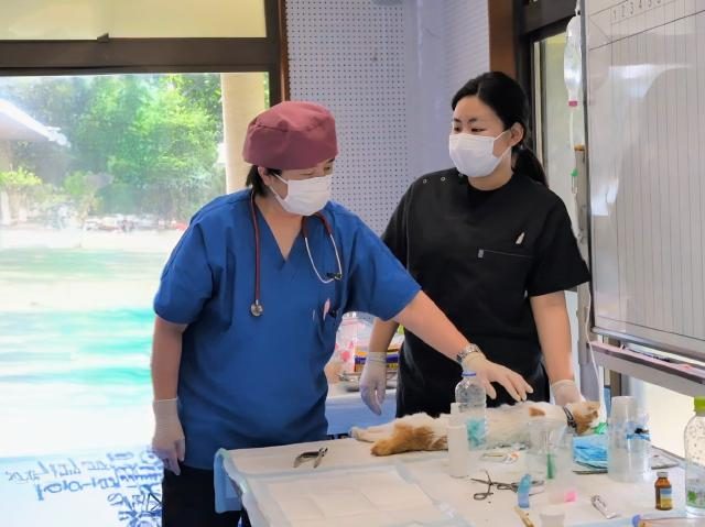 ７３匹の猫に避妊・去勢手術／多良間ＴＮＲ事業