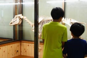 宮古馬の骨格標本に見入る児童たち＝４日、市総合博物館